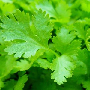 Benefits and Healing Properties of Parsley
